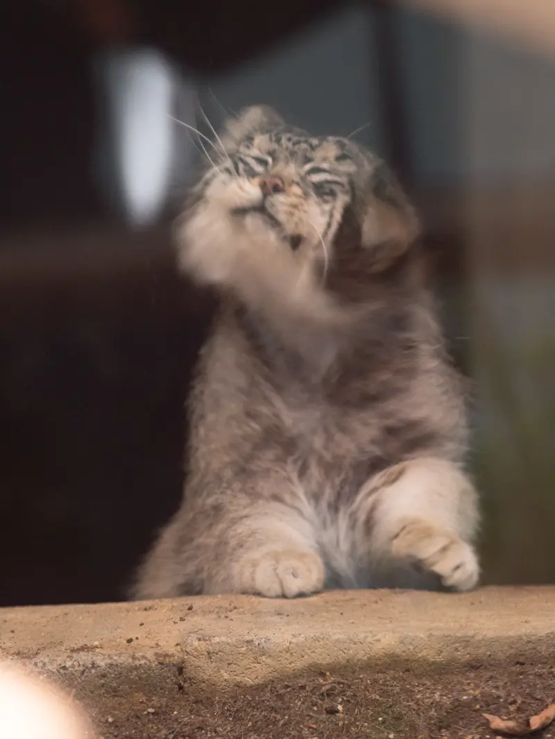 神戸市立王子動物園のイーリスの写真