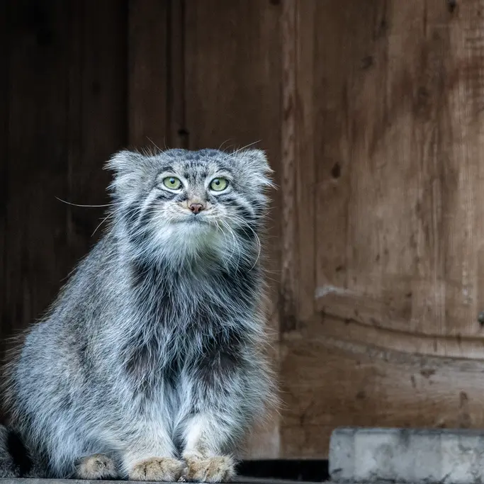 モスクワ動物園のティモフェイの写真