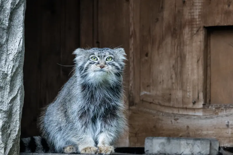 モスクワ動物園のティモフェイの写真