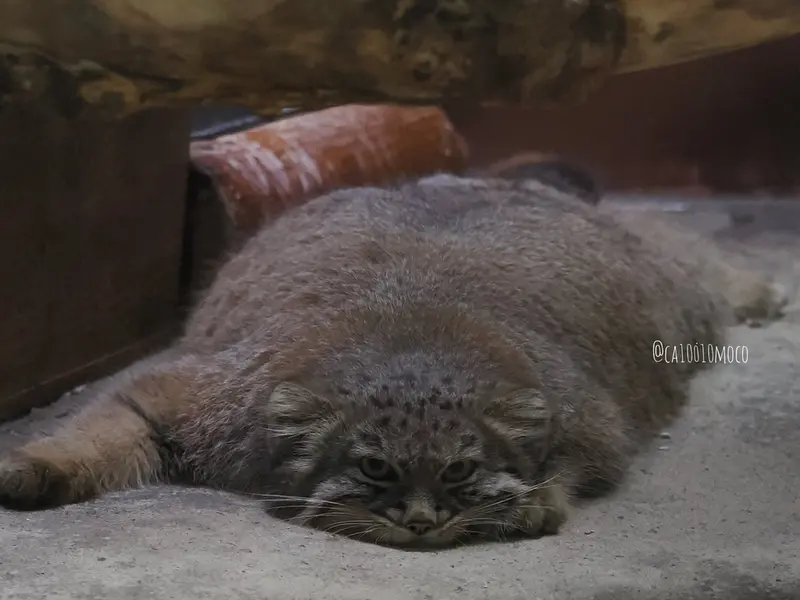 恩賜上野動物園のアブリコースの写真