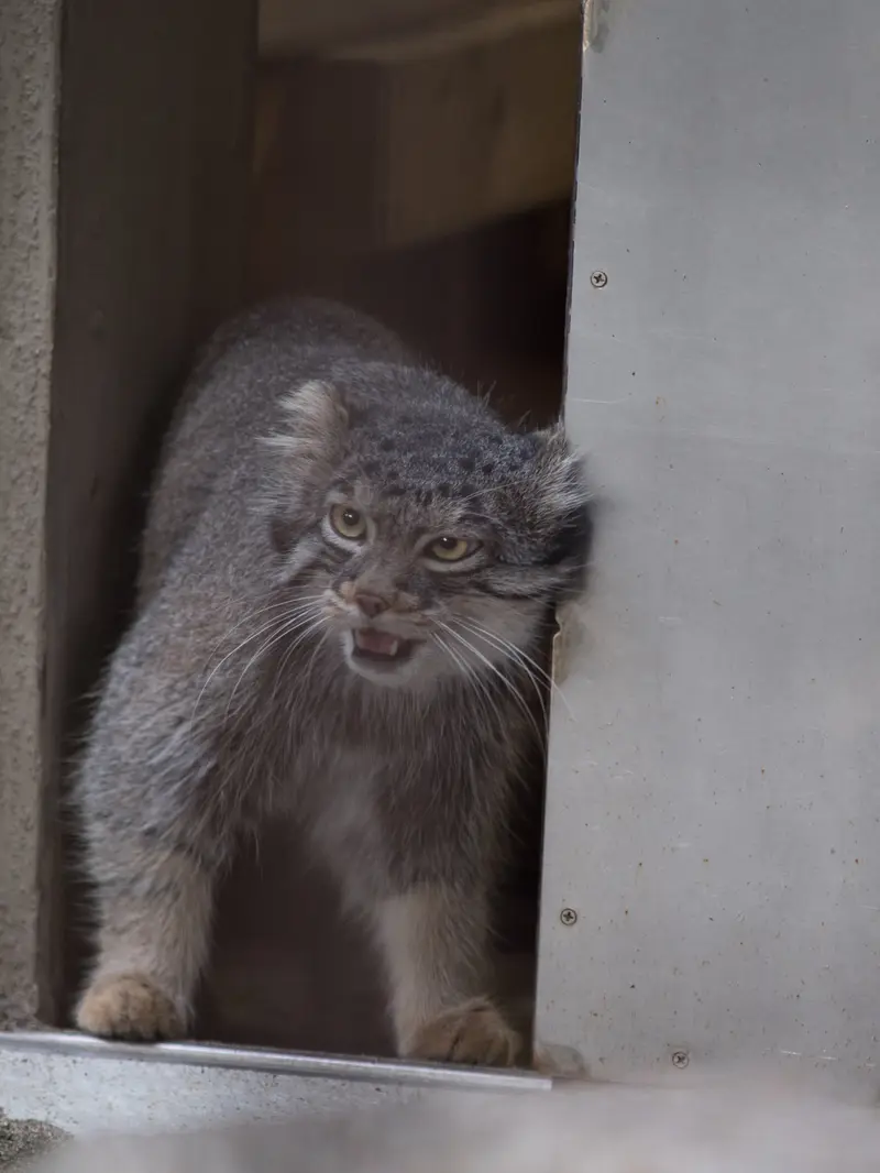 野毛山動物園のフィーガの写真