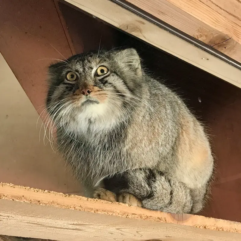 埼玉県こども動物自然公園のシャルの写真