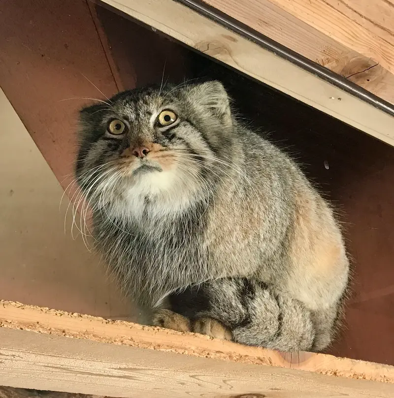 埼玉県こども動物自然公園のシャルの写真