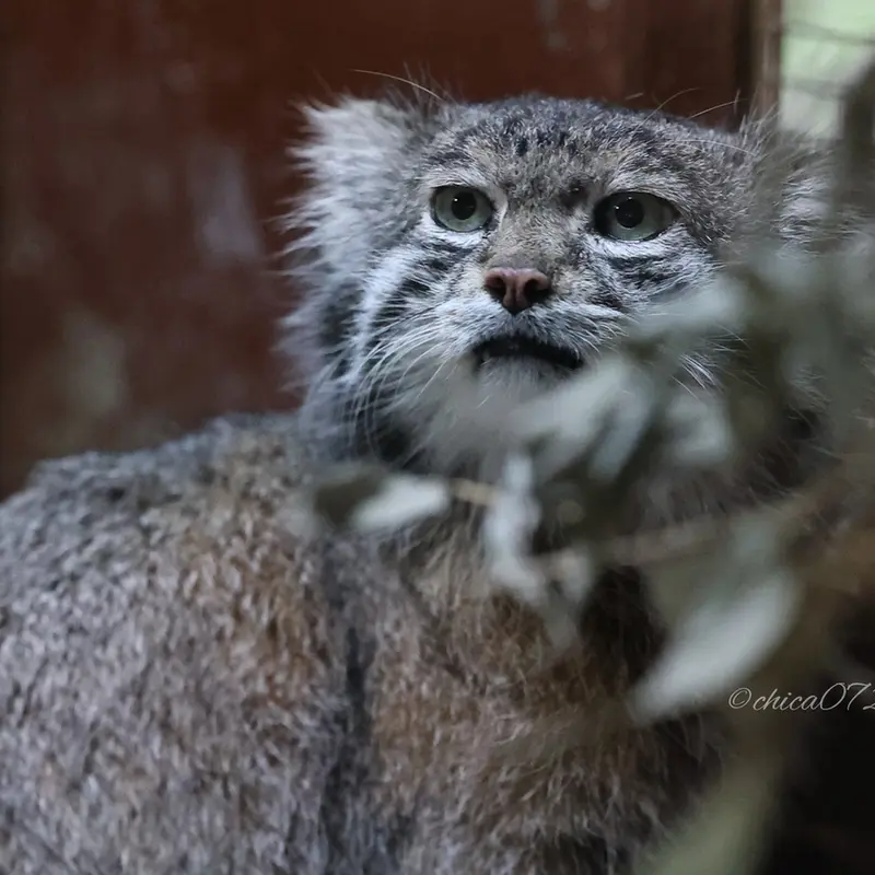恩賜上野動物園のクリョンの写真