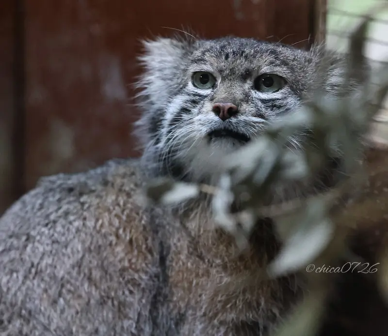 恩賜上野動物園のクリョンの写真