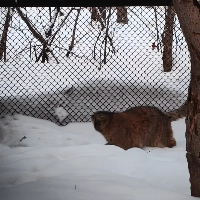 ノヴォシビルスク動物園のマヌルネコの写真