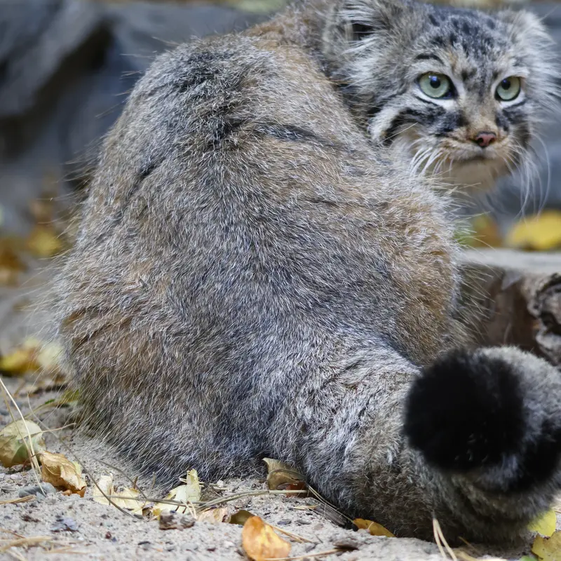 ノヴォシビルスク動物園のガビの写真