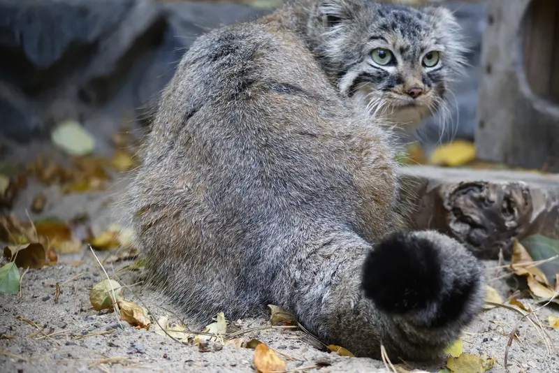 ノヴォシビルスク動物園のガビの写真