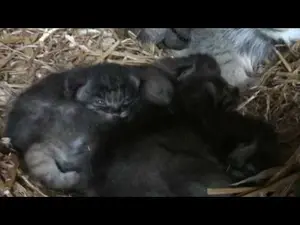 ビッグ・キャット・サンクチュアリのシヴァ、トゥーラとアドゥヴァの動画