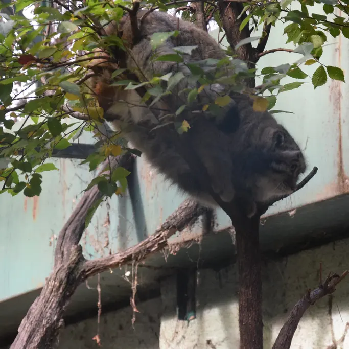 ブダペスト動物園＆植物園のボフスの写真