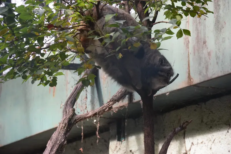 ブダペスト動物園＆植物園のボフスの写真