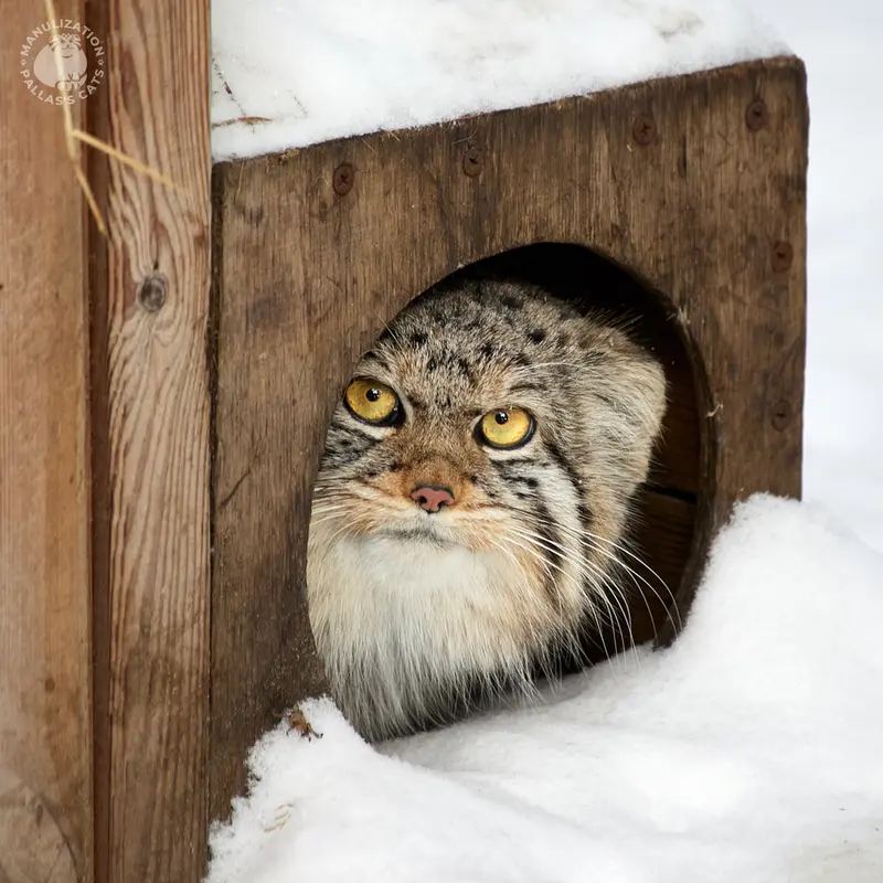 ノヴォシビルスク動物園のイヴの写真