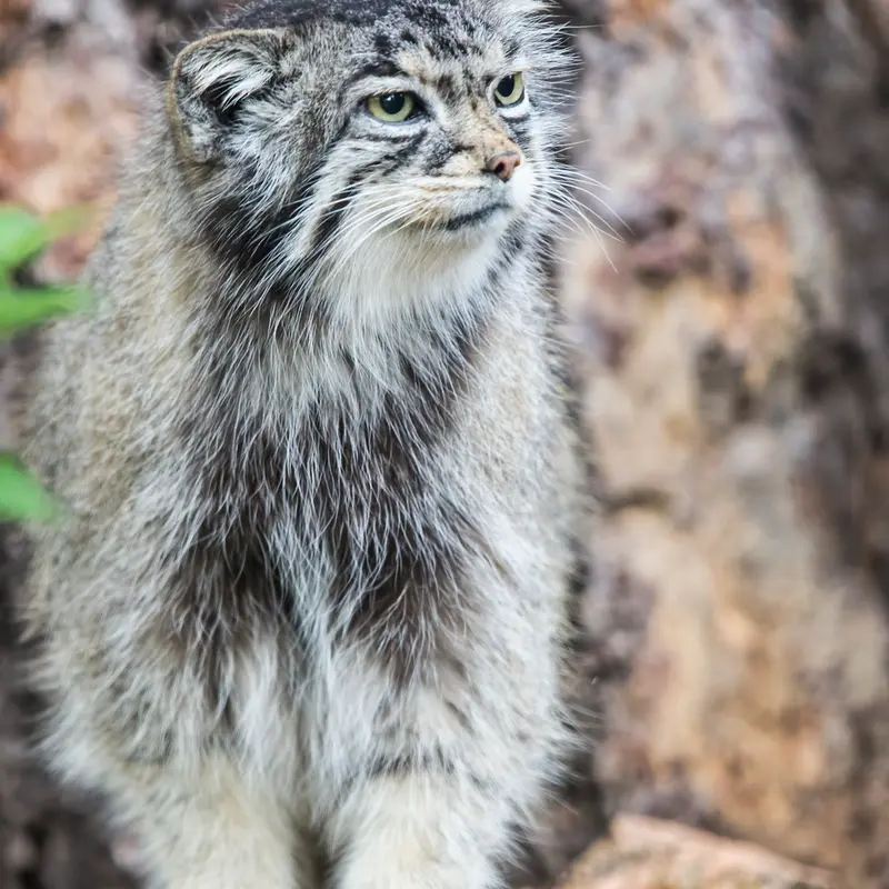 シャイアン・マウンテン動物園のナディアの写真