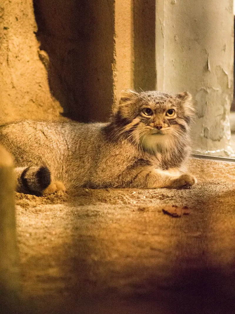 野毛山動物園のフィーガの写真