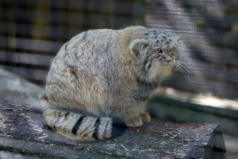 コシツェ動物園のアラニの子（2026年生まれ）Ⅱの写真