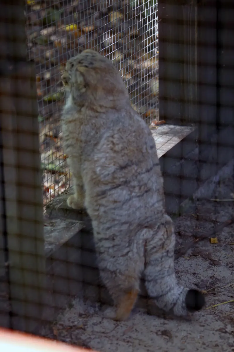 コシツェ動物園のアラニの子（2026年生まれ）Ⅱの写真