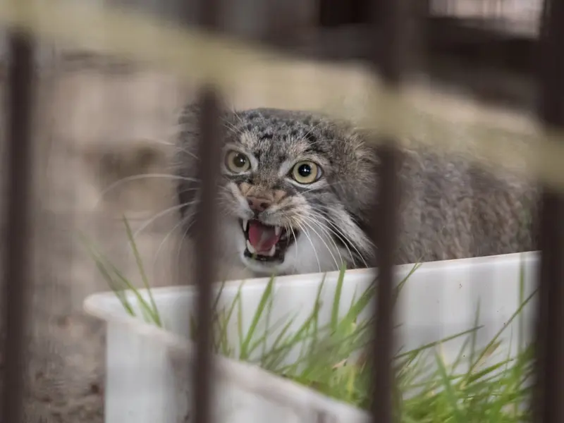野毛山動物園のフィーガの写真
