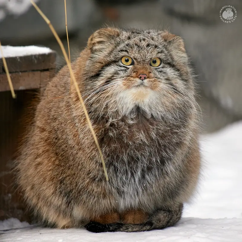 ノヴォシビルスク動物園のバユンの写真