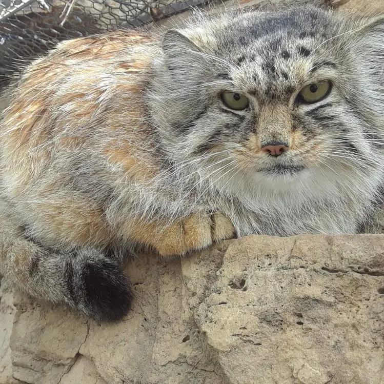 プエブロ動物園のアーニャの写真
