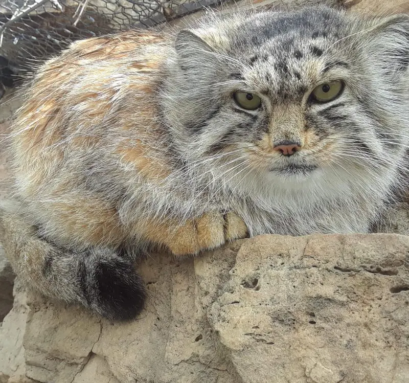 プエブロ動物園のアーニャの写真