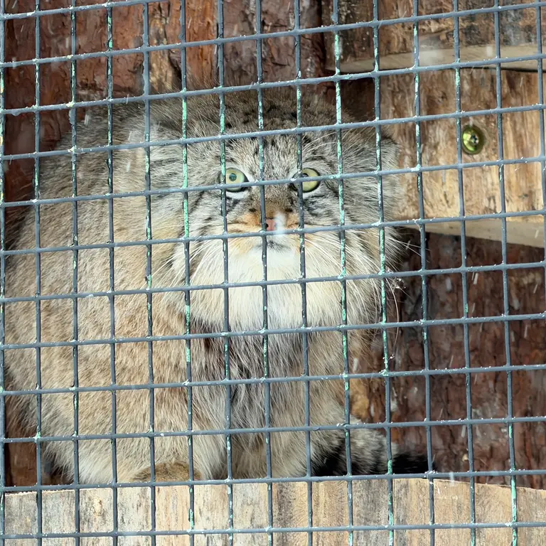 レニングラード動物園のシューの写真