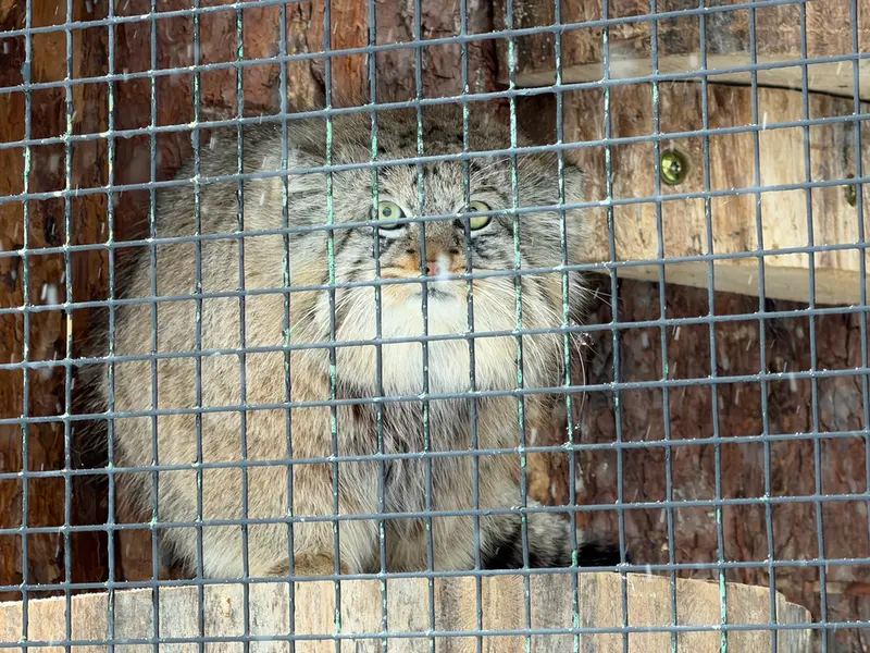 レニングラード動物園のシューの写真