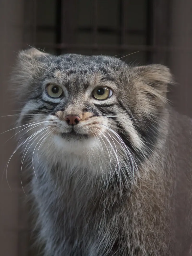 野毛山動物園のフィーガの写真