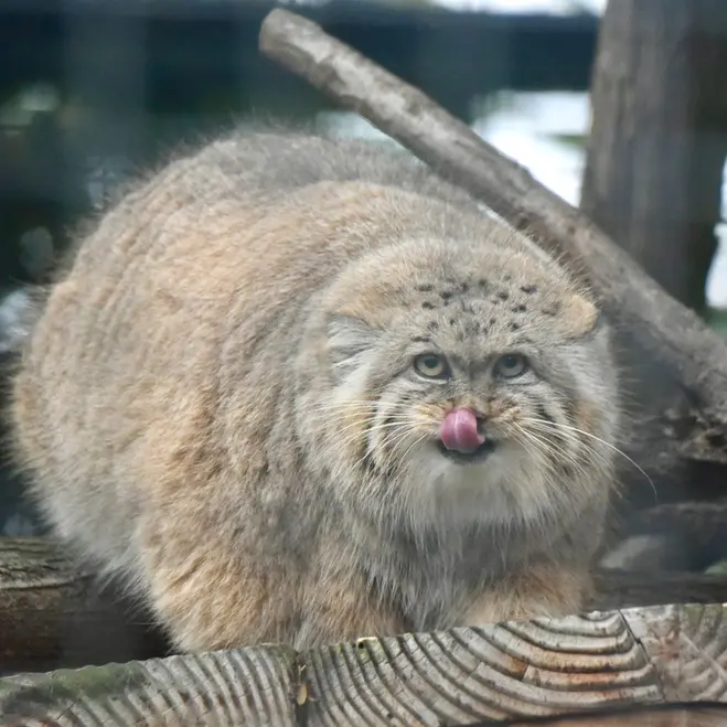ザールブリュッケン動物園のカルプソの写真