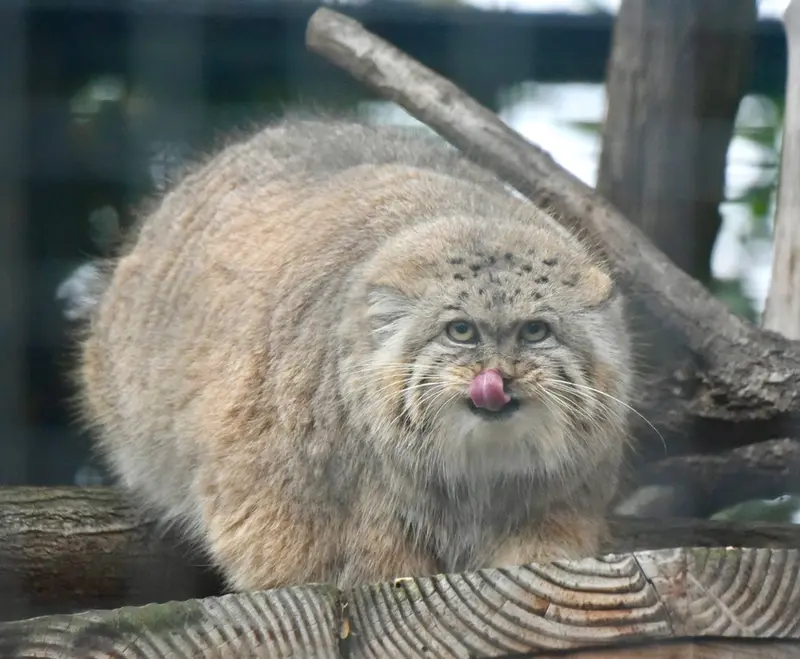 ザールブリュッケン動物園のカルプソの写真