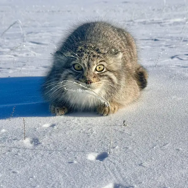 マヌルネコの写真