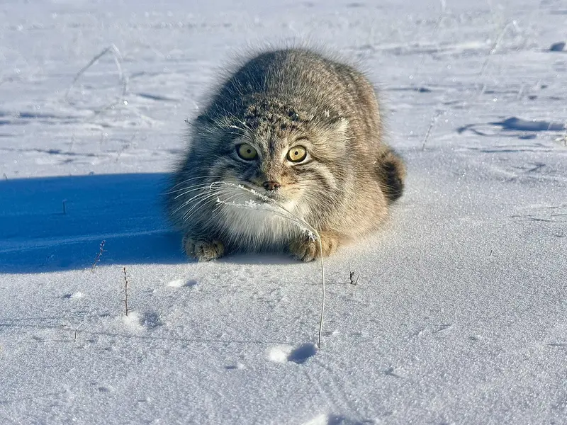 マヌルネコの写真