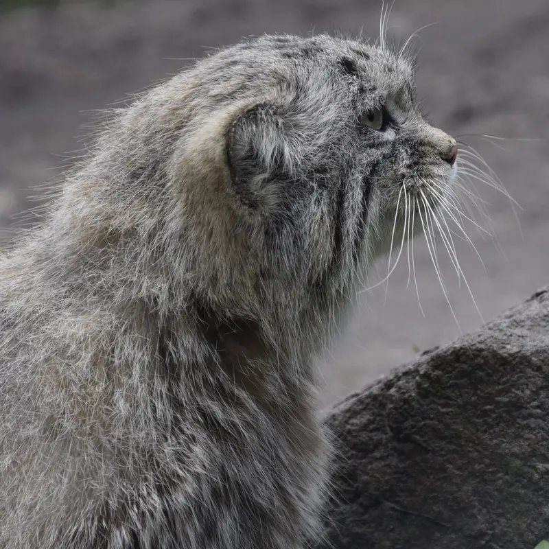 ブダペスト動物園・植物園のマヌエルの写真