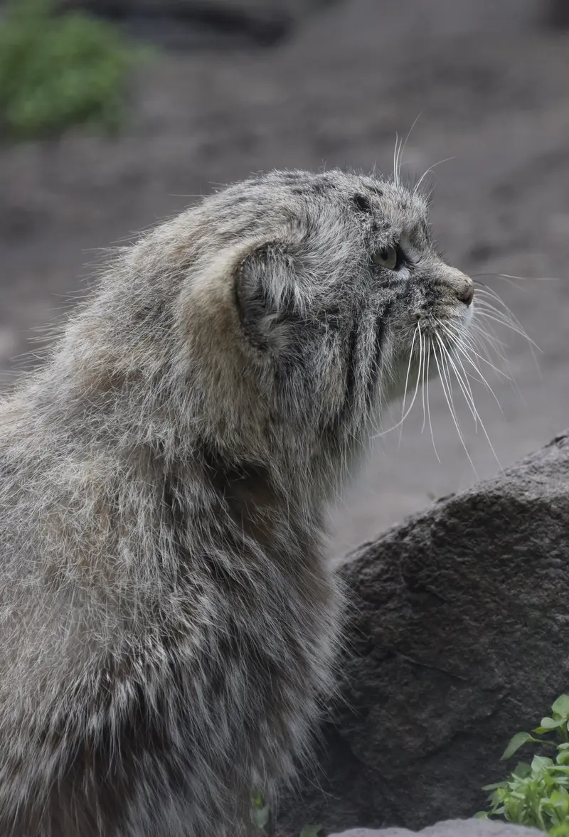 ブダペスト動物園・植物園のマヌエルの写真