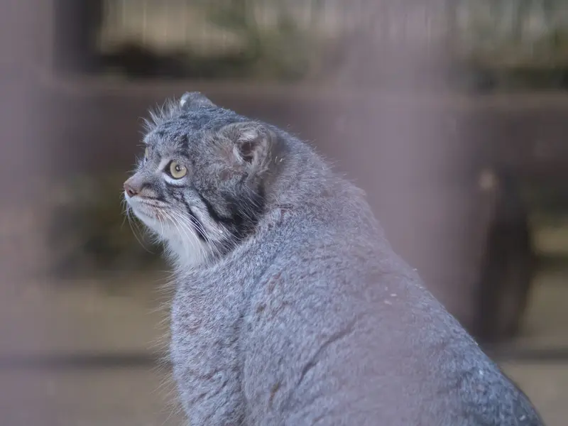 野毛山動物園のフィーガの写真