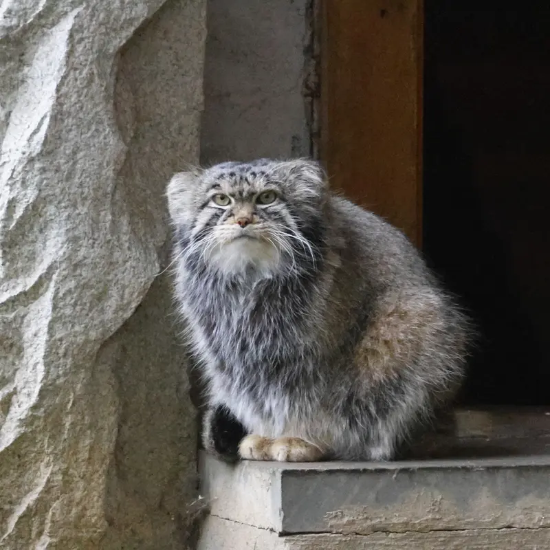 モスクワ動物園のティモフェイの写真