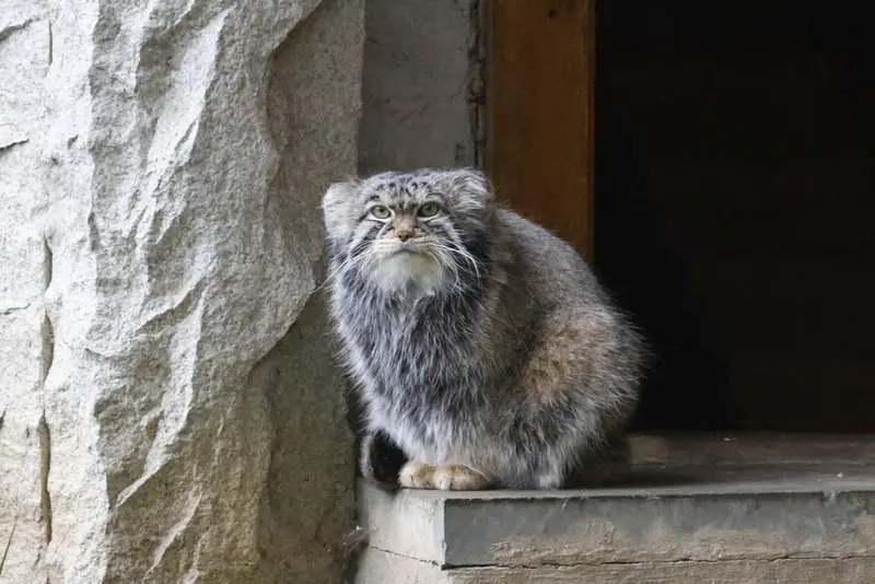 モスクワ動物園のティモフェイの写真