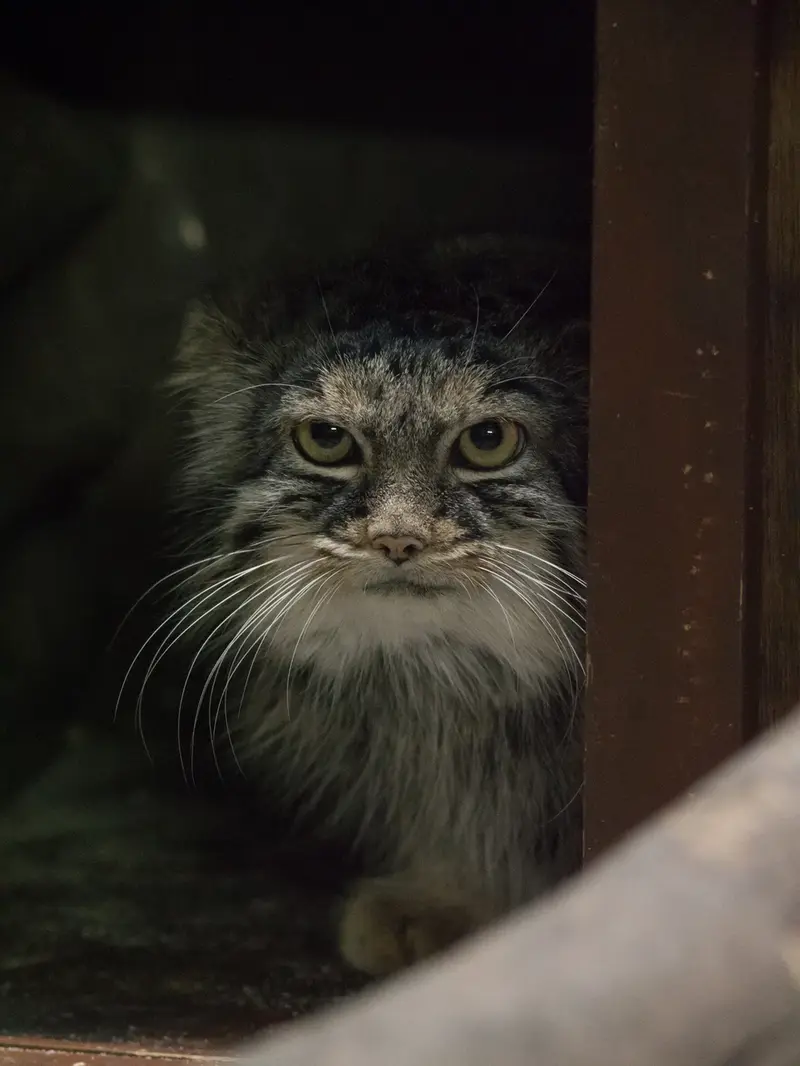 恩賜上野動物園のサフランの写真