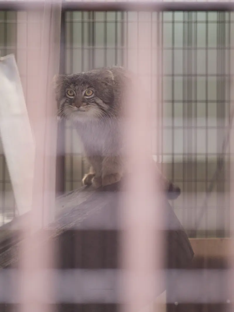 野毛山動物園のフィーガの写真