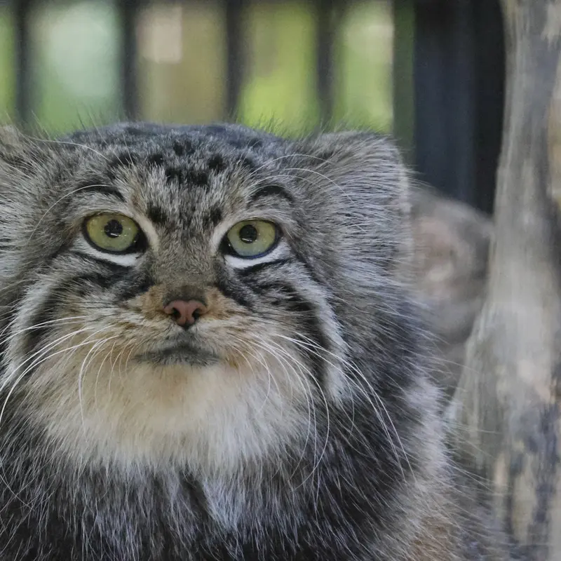 ノヴォシビルスク動物園のアーニャの写真