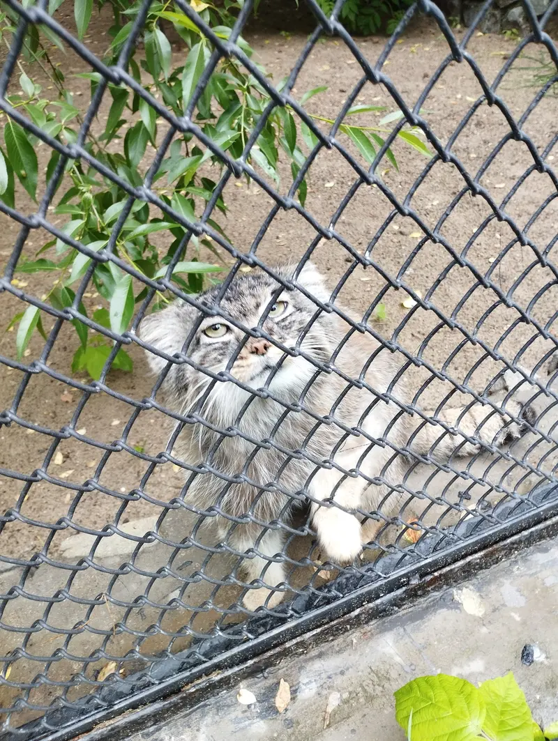 ノヴォシビルスク動物園のマヌルネコの写真