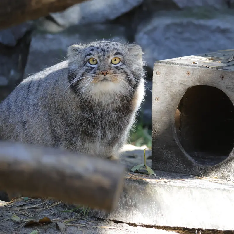 ノヴォシビルスク動物園のメンスの写真