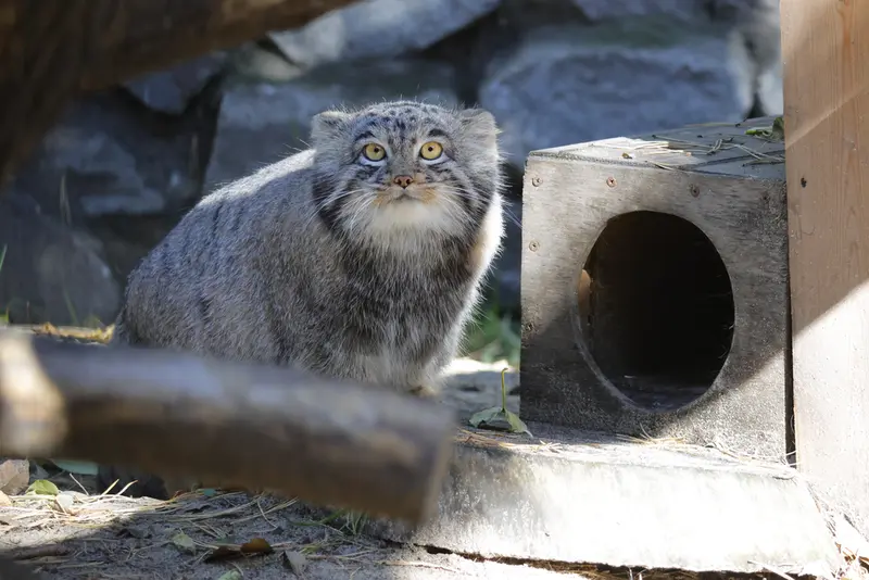 ノヴォシビルスク動物園のメンスの写真