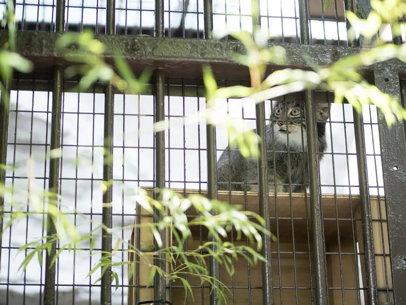 野毛山動物園のフィーガの写真