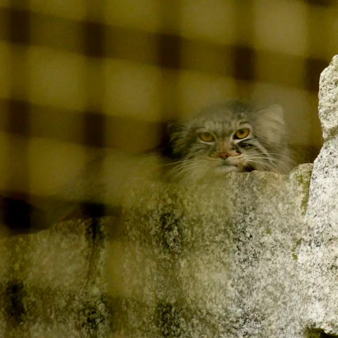 ケムニッツ動物園のトゥヤの写真