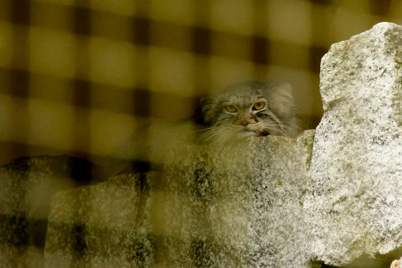 ケムニッツ動物園のトゥヤの写真