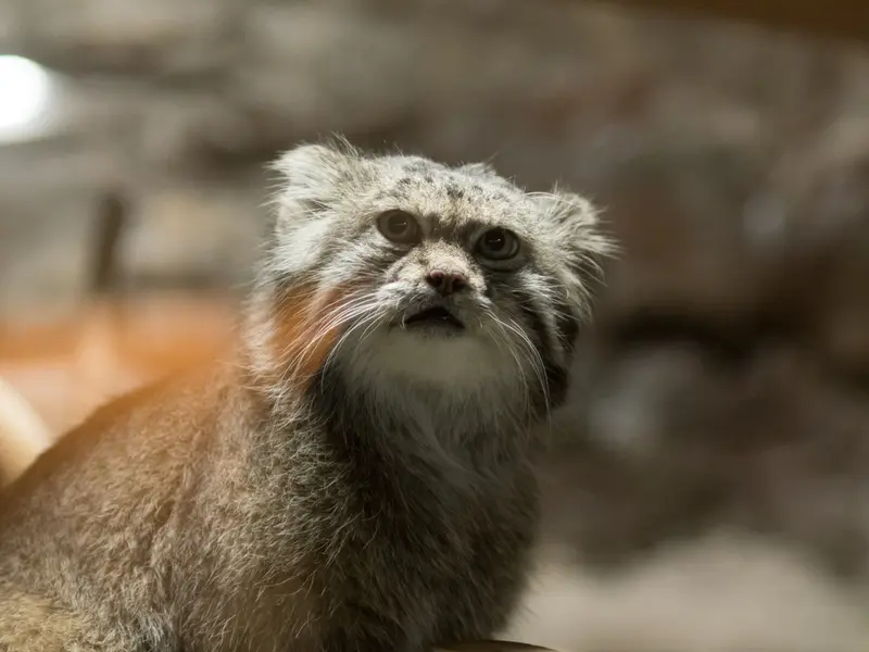 恩賜上野動物園のマヌルネコの写真