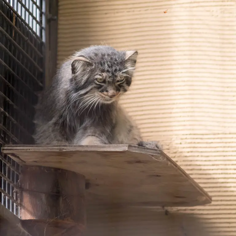 旭山動物園のヒデの写真
