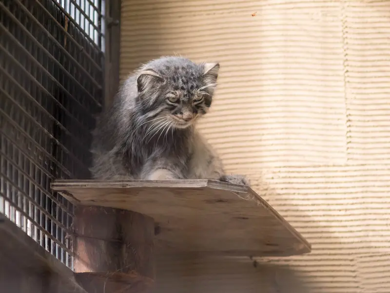 旭山動物園のヒデの写真