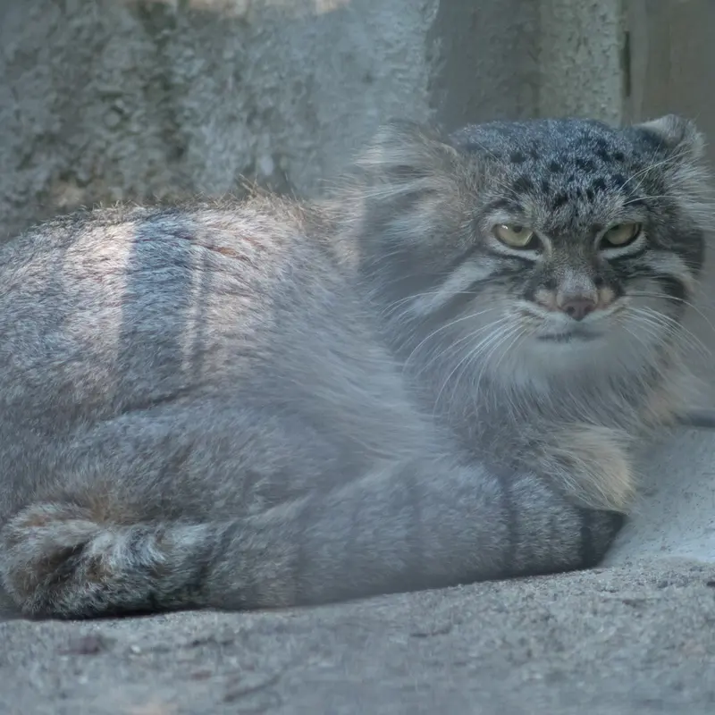 野毛山動物園のフィーガの写真