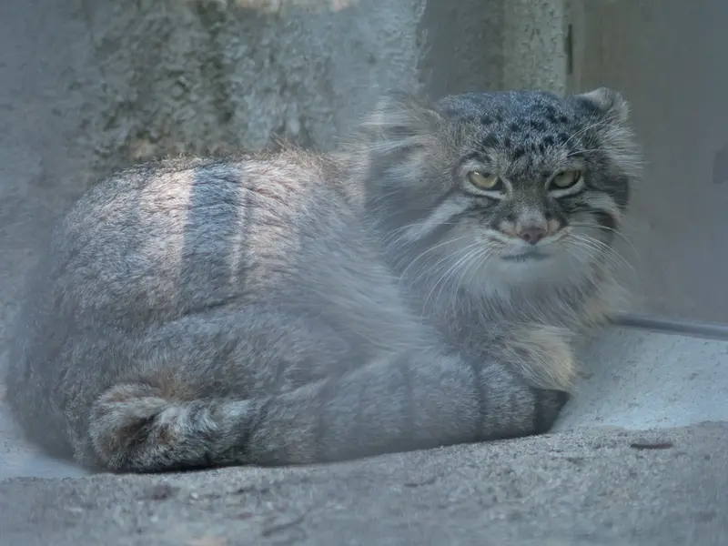 野毛山動物園のフィーガの写真